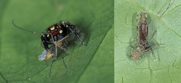 'Mosquito terminator' jumping spider with a mosquito that it has just caught - ithe spider has 8 eyes in total