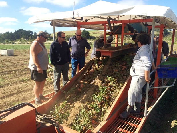 Harvesting kumara for Kaipara Kumara
