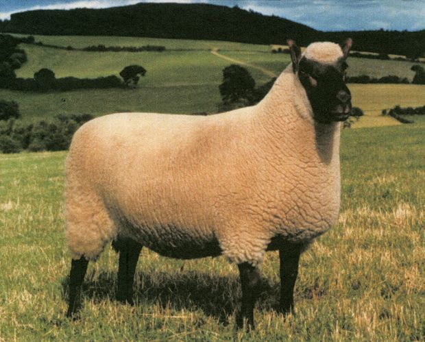 Golden Fleece PD