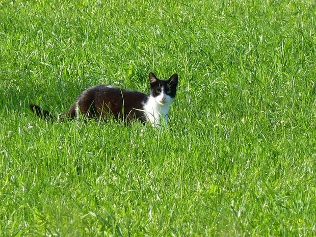 Cleverest Cat PD pixabay