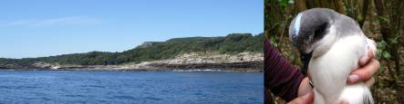 Rangatira Island, and Chatham petrel marked with Twink on its head