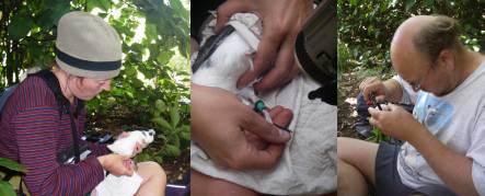 Abi Liddy holding a Chatham petrel, data logger on leg of bird, and Graeme Taylor measuring egg.