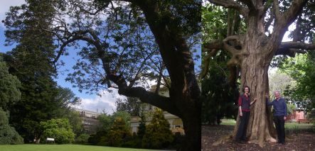 Old Government House grounds at the University of Auckland, and Neil Mitchell and Luitgard Schwendenmann next to a 150 year old puriri
