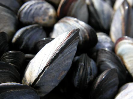 Mussels