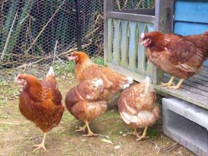 Hen Party